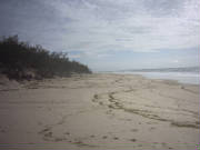 bribie003.jpg