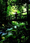 rainforest150.jpg
